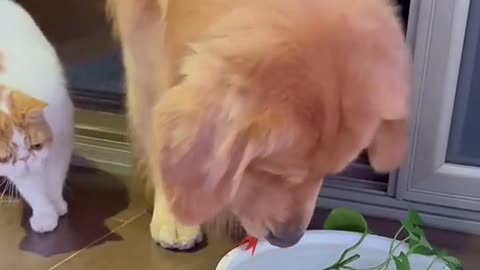 The cat wants to eat the fish but watch how the dog gets in to rescue the fish!!