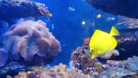 Fish inside in aquarium