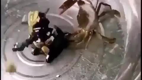Crab Vs Robot