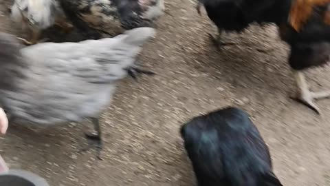 Mira and chickens, ducks 😍