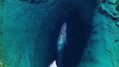 LOST WHALE IN THE EYE OF THE EARTH SPECIAL EFFECT ( CETINA RIVER-CROATIA )