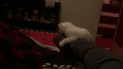 Kitten biting feet!!!
