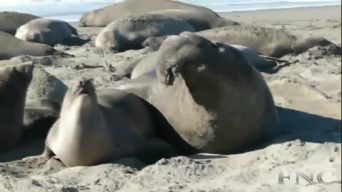 Elephant Seal Mating ★ Funny Compilation