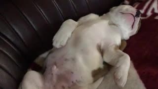 American Bulldog Puppy sleeping