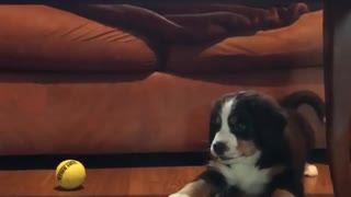 Adorable Puppy Shows A Tennis Ball Who's The Boss