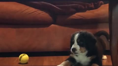 Adorable Puppy Shows A Tennis Ball Who's The Boss