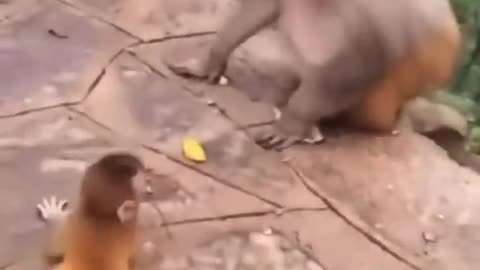 Funny video animals