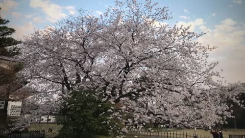 Sakura Cherry Blossoms - Kenrokuen, Kanazawa city