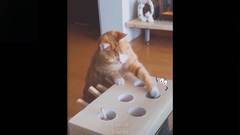 Funny cat playing with ttoy