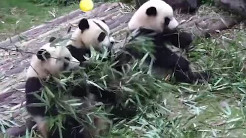 Happy moments for pandas