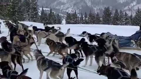 betwwn of mob of attacking wolf dog | tag that lazy one