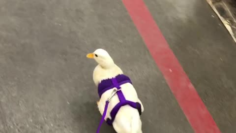 Miniature duck walks on leash inside store
