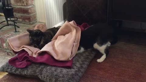 Cat Sneaks Underneath Blankets To Reclaim Bed