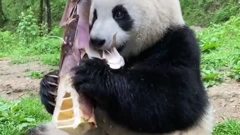 Big Panda eat bamboo root