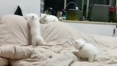 cats waking the human