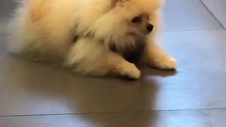 White dog with black vest barks and walks in a kitchen