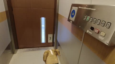 Elevator ride with dog