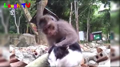 funniest monkey annoying cat video compilation//new HD