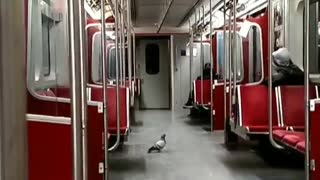 Pigeon walking around inside empty train