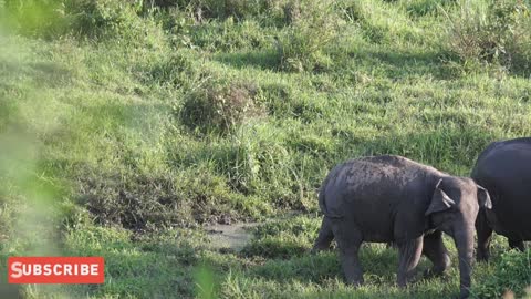 Asian- Elephant