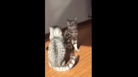 Cat choke slams another cat during fight