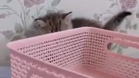 Cute Playing Baby Funny Cat