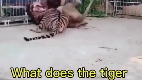 Funny Tiger🐶Cats and 😻Dogs- Fuker Funny Pet Animals Videos 😇