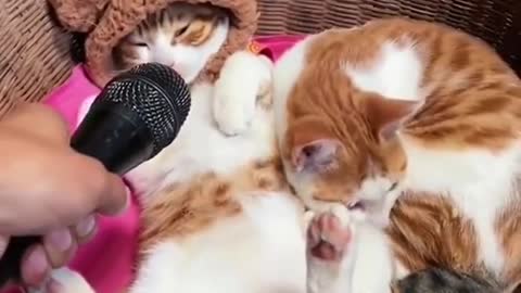 funny & cute cats compilation