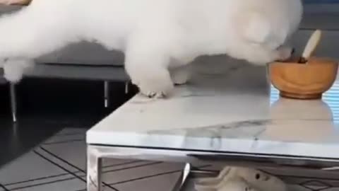 Puppy jumping to get its food