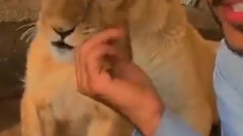 He plays with the lion