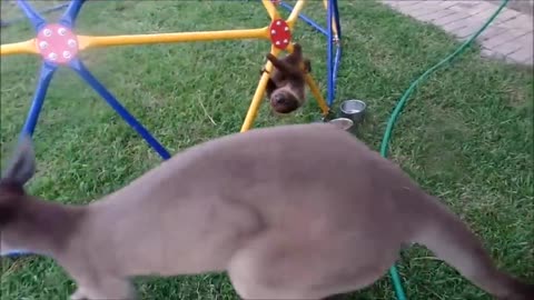 Baby sloths cute Funny Compilations