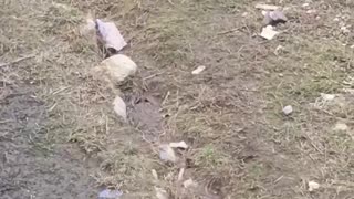 Girl walks with a goose