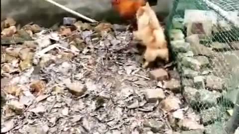 Chicken VS Dog Fight*