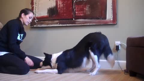 Bang Trick - How to teach the best dog trick EVER