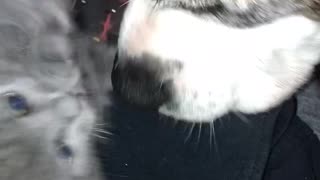 Dog sniffing kitten