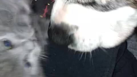 Dog sniffing kitten