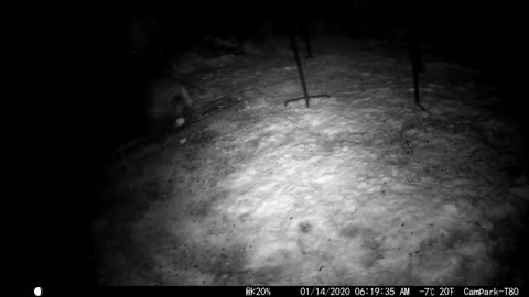 Porcupines and also the Flying Squirrels sneaking food next to the Porcupines