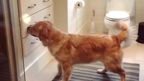 Golden Retriever Obsessed With Catching Light Reflection