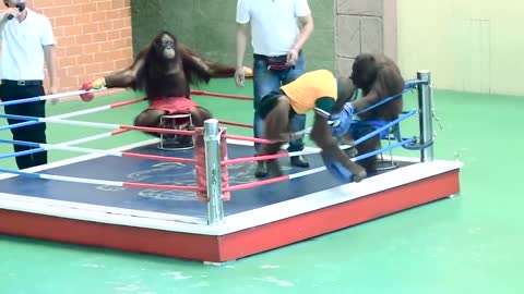 orangutan show | funny boxing by orangutan |