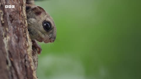 Baby Flying Squirrel Takes Flight for the First Time Mammals BBC Earth
