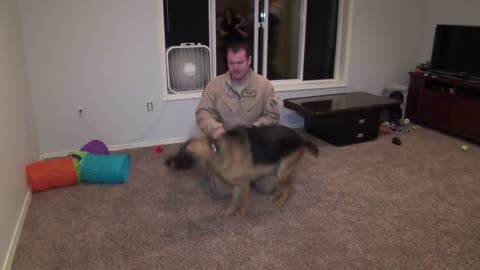 Dog welcomes home staff sergeant (original)