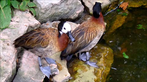 Two rare Feather Whistling Ducks