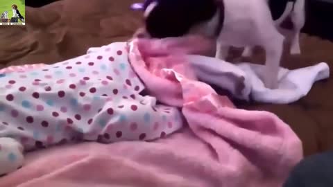 cute dogs playing and loving babies