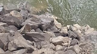 Determined Koala Bear Crosses River