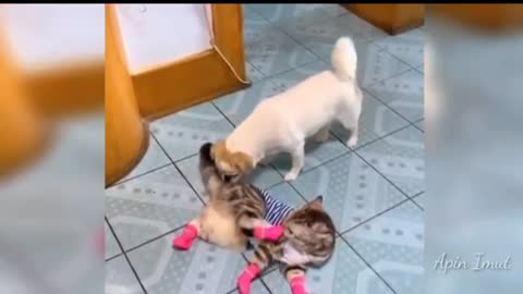 Fluffy Cute Funny Kitten Compilation