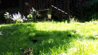 Video Slide Show Birds Animals Ground HoG Relaxing Wild Life Outside Nature Natural 05-14-2020 (4)