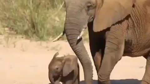 Elephant and her son
