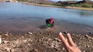 Australian Shepherd swims for frisbee