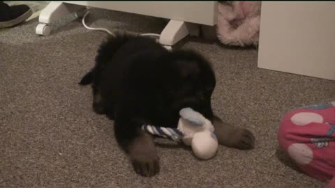 German Shepard Puppy Jealous of toy Dog