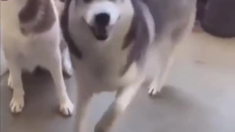 Siberian Husky Dog Dancing